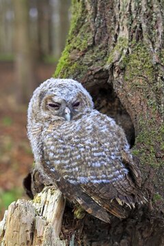 Young Tawny Owl or Brown Owl (Strix aluco) perched in front of a tree hollow, Westerwald, Solms, Lahn-Dill Kreis, Hesse, Germany