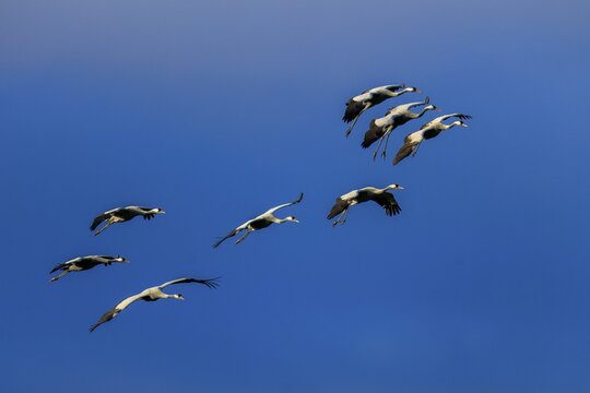 Cranes fly in a formation in a blue, cloudless sky, Crane (Grus grus) wildlife, Western Pomerania Lagoon Area National Park, Zingst, Mecklenburg-Western Pomerania, Germany