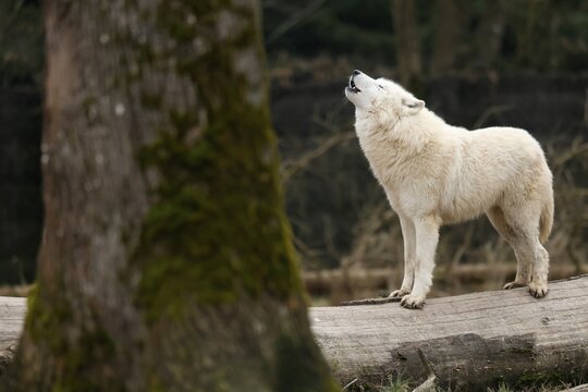Arctic wolf (Canis lupus arctos) standing howling on a tree trunk, captive