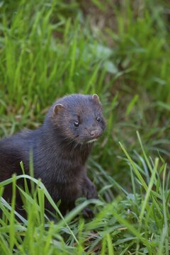 European or American mink (Neovison vison) adult animal in grassland, United Kingdom