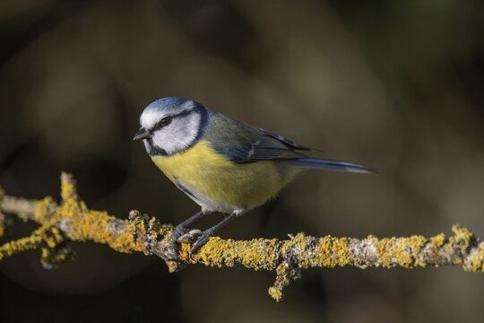 A blue tit (Cyanistes caeruleus) sitting on a moss-covered branch, Baden-W&uuml;rttemberg, Germany