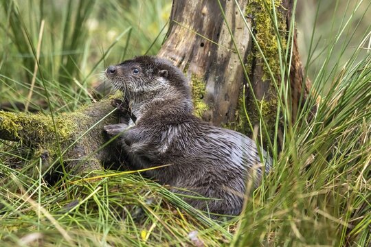 Two young european otter (Lutra lutra), playing in a pond, captive