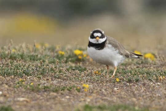Ringed plover (Charadrius hiaticula) adult wading bird on a shingle dune in summer, England, United Kingdom