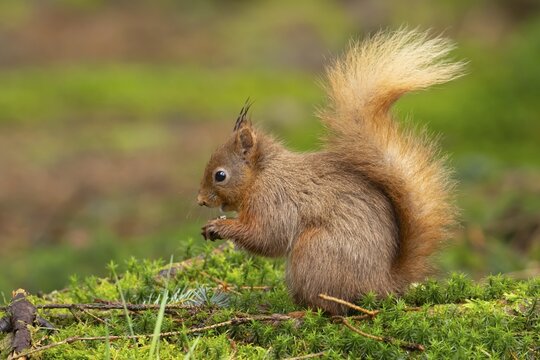 Red squirrel Sciurus vulgaris adult animal feeding on a nut on a moss covered tree stump, Yorkshire, England, United Kingdom