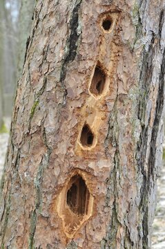 Holes made by a black woodpecker (Dryocopus martius), in a pine tree (Pinus sylvestris), Lower Saxony, Germany