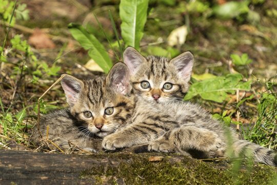 Two tabby kittens sitting in the forest on mossy ground and looking curiously, wildcat (Felis silvestris), kittens, Germany
