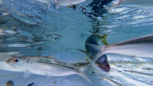 Close-up underwater footage of rainbow runner fishes hunting a school of baitfish in bay boat livewell when the boat is moving