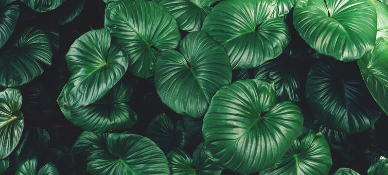 abstract tropical leaf textures on dark tone, natural green background.