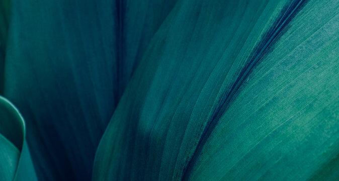 abstract tropical leaf textures on dark tone, natural green background.