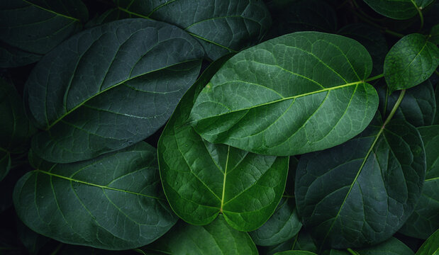 abstract tropical leaf textures on dark tone, natural green background.