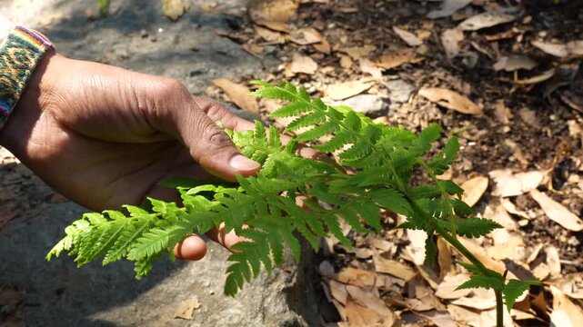 Green fern leaf in forest. Nature foliage at Kareri Lake, Kangra, Himachal Pradesh.