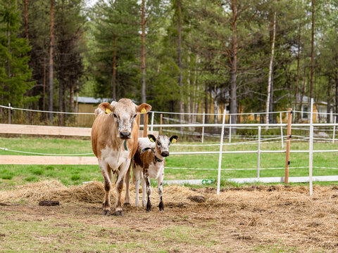 Curious dairy cow standing with her calf in a fenced pasture in northern Sweden. The peaceful rural scene captures the close bond between mother and young in a green countryside setting.