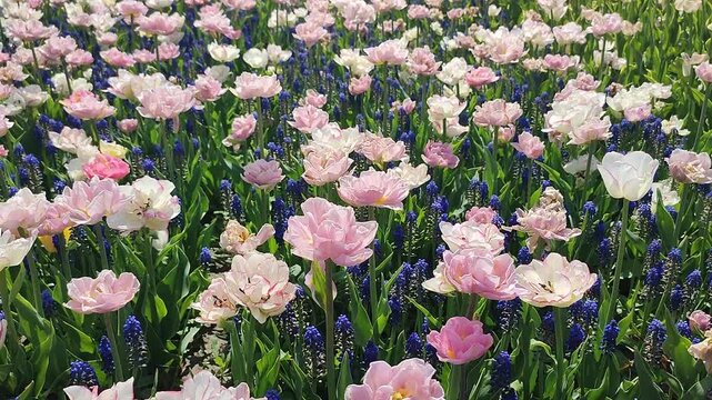 Tulips. Beautiful blooming tulips flower. Blooming tulip flower with pink white petals and blue muscari on sunny spring morning. Blooming of blossoming tulips flower growing ground. Natural background