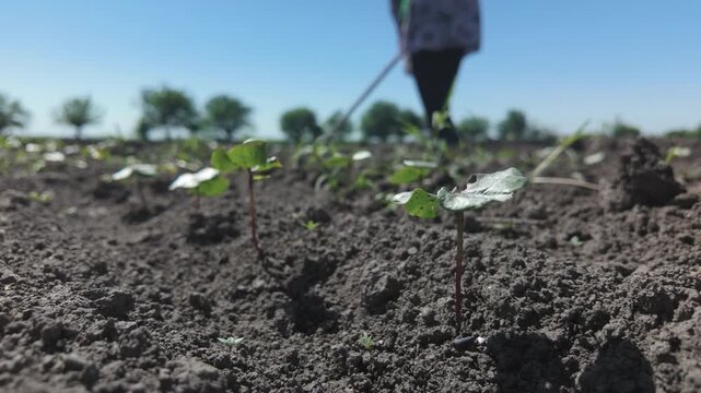 Young cotton shoots in a field. In the background, a farmer removes weeds in cotton beds by hand with a hoe.