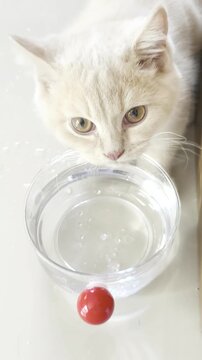 Cute white cat drinking fresh water from a clear glass bowl on a light surface  