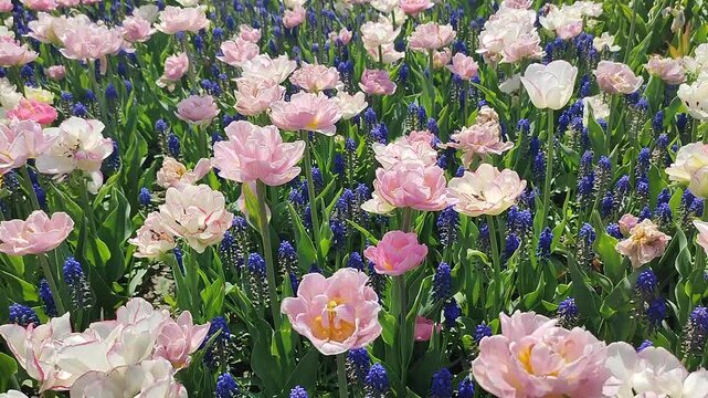 Tulips. Beautiful blooming tulips flower. Blooming tulip flower with pink white petals and blue muscari on sunny spring morning. Blooming of blossoming tulips flower growing ground. Natural background