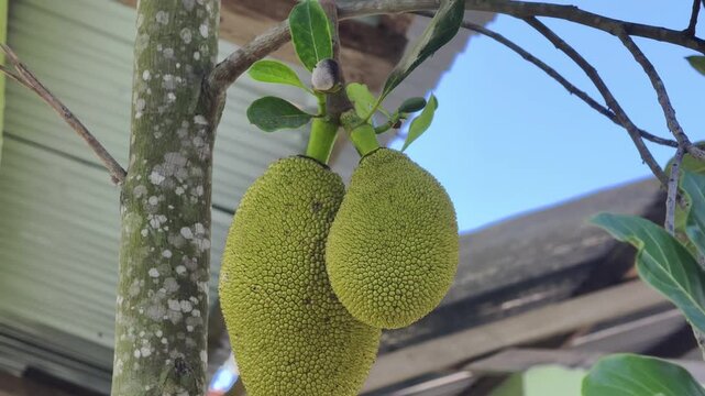 Cempedak fruit Artocarpus integer