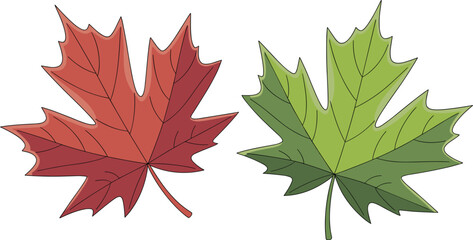 Fototapeta premium Maple leaves vector set, red autumn foliage and green summer leaf isolated on white background