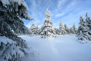 Beautiful winter landscape with frozen trees © Piotr Krzeslak