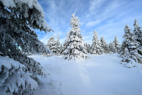 Beautiful winter landscape with frozen trees