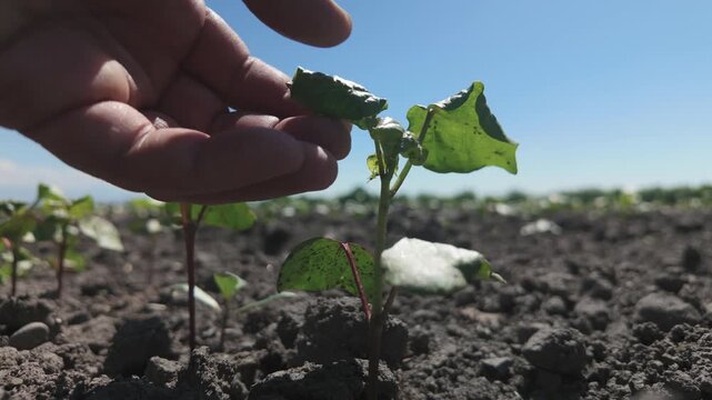 Inspection of cotton plant development in a young cotton field.