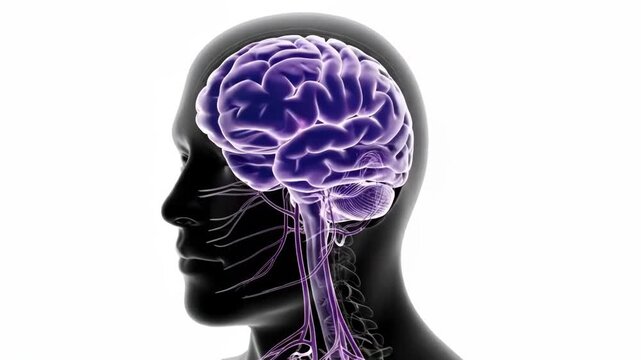 A glowing human brain showing neural activity and cognitive power in profile
