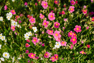 Fototapeta premium Beautiful Pink and White Rock Rose Flowers in Summer Garden