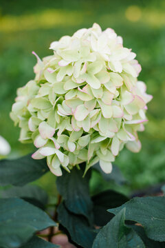 Beautiful Lime Green and Pink Skyfall Hydrangea Paniculata Blooming in Garden