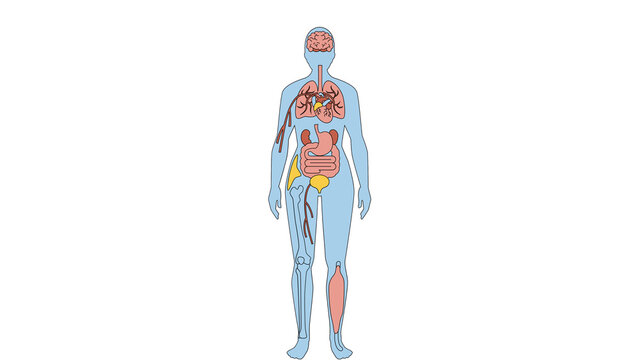 Educational biology chart of human body silhouette and anatomy