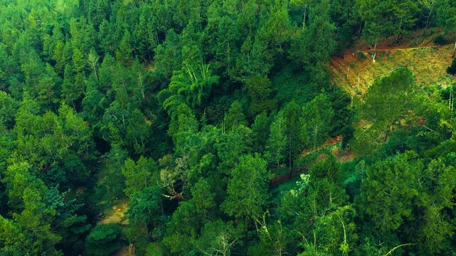 Aerial view of dense forest canopy in autumn light. Lush green and yellow leaves create textured pattern. Treetops form a soft, organic tapestry overhead. Sunlight filters through branches