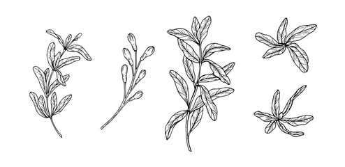 Set of hand drawn pomegranate plant elements. Leaves, buds on stem and branches line art black ink sketch. Organic nature design for stationery, wedding invitation, greeting card and herbal decor © Masha_tolk_art