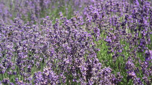 lavender field provence france