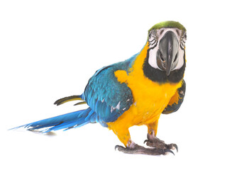 Blue-and-yellow macaw in studio © cynoclub