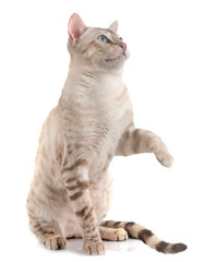 bengal in studio © cynoclub