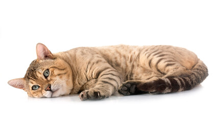 bengal in studio © cynoclub