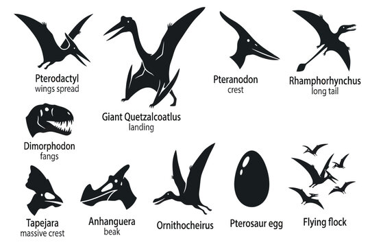 Pterosaur & Flying Dinosaur Icons Set | Pterodactyl, Pteranodon, Quetzalcoatl's Prehistoric Vector Collection