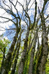 Fototapeta premium Mossy Trees Looking Up in Jiuzhaigou Forest