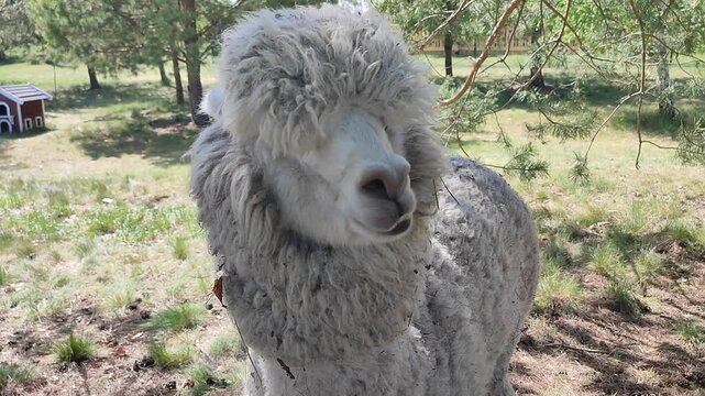 Feeding the alpaca. A person giving food to an alpaca in the palm of his hand. The muzzle of an alpaca's head chewing food. Petting zoo