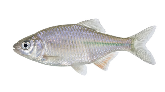 East Asian bitterling fish specimen detailed scales and fins isolated on transparent background rhodeus amarus ichthyology