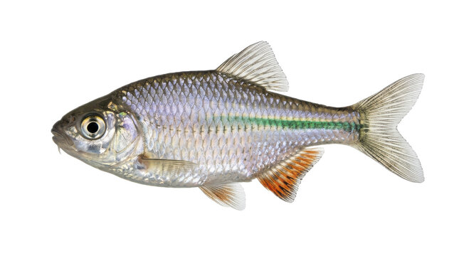 East Asian bitterling fish portrait detailed scales and fins isolated on transparent background freshwater cyprinidae teleost