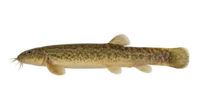 East Asian Loach Specimen Photograph Detailed Side View With Fin Structure On Transparent Background fish freshwater