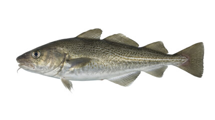 Obraz premium Eastern Cod Specimen Detailed Photograph With Scaly Texture Isolated On Transparent Background atlantic codfish gadus morhua