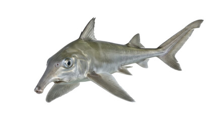 Fototapeta premium Elephant fish portrait with elongated snout and pectoral fins on transparent background elephantfish chimaera chimaeras ratfish