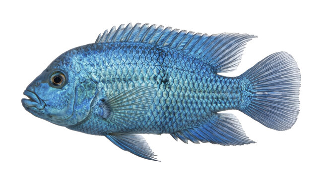 An Electric Blue Jack Dempsey Fish Side View Detailed Scales And Fins On Transparent Background cichlid