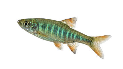 Fototapeta premium Emerald dwarf rasbora fish detailed scales and orange fins isolated on transparent background heteromorpha small tropical