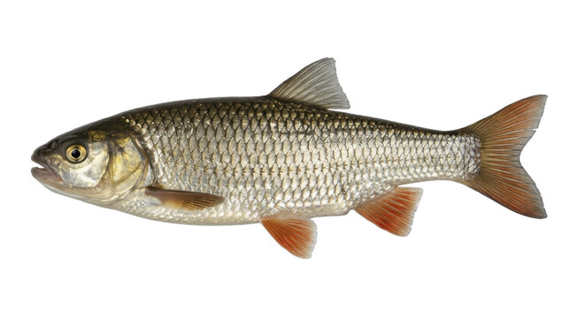 European chub fish specimen detailed scales and fins isolated on transparent background cyprinus freshwater anatomy illustration