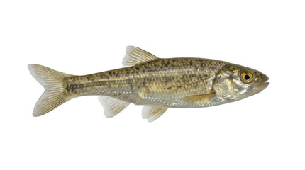 Obraz premium European minnow specimen detailed side view freshwater fish isolated on transparent background phoxinus cyprinidae anatomy ichthyology