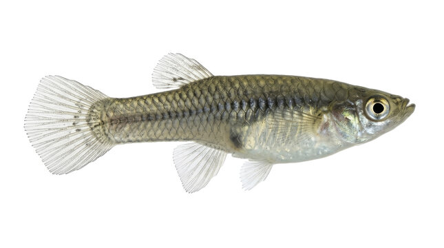 Mosquitofish Specimen Detailed Side View Silver Gray Scales Isolated On Transparent Background gambusia affinis small fish