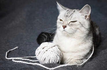 Tabby cat lying near a ball of yarn, relaxed pet scene, domestic feline moment, soft animal comfort, indoor relaxation © ketrin