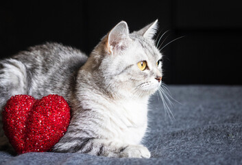Two tabby cats lying near a red heart toy, cozy pet scene, domestic feline moment, soft animal comfort, indoor relaxation © ketrin